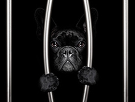 Black Dog Behind Bars