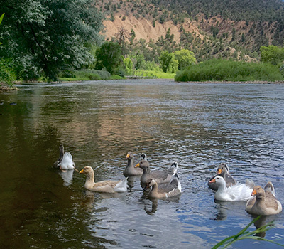 Geese in the River