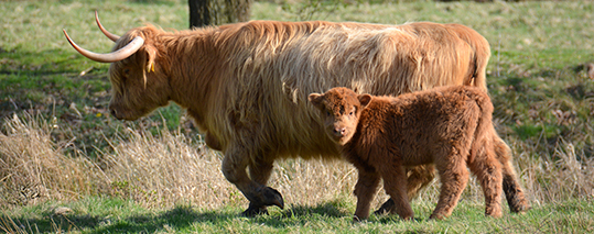 Higland Cow with Baby