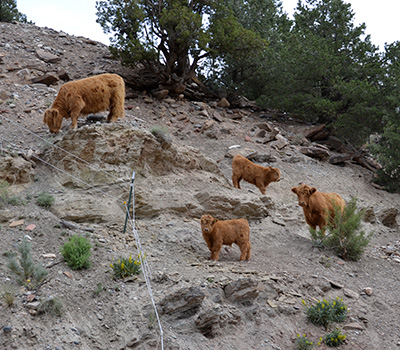 Highland Cattle Nearby
