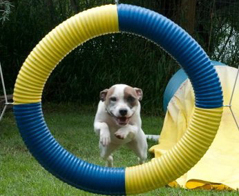 Dog Jumps Through Tire
