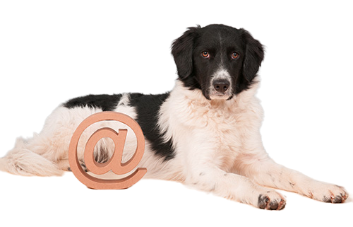 Dog with Email Icon