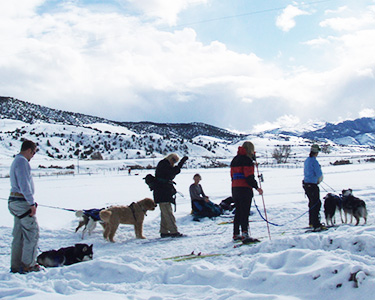 Group Skijoring