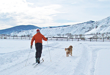 Skijoring into Sunset