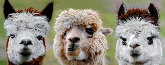 3 Close up Alpacas