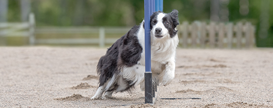 Border Collie doing Poles