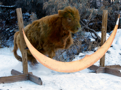 Highland Cow Jumps over Moon