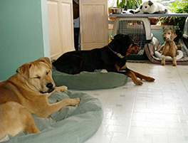 Dog Boarding in Our Home.