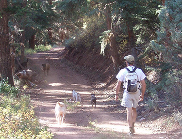 Hiking with Dogs
