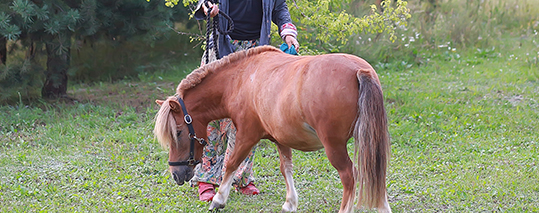 Minihorse