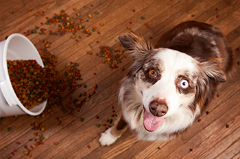 Naughty Dog gets into Food