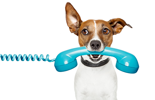 Dog with Phone in his Mouth